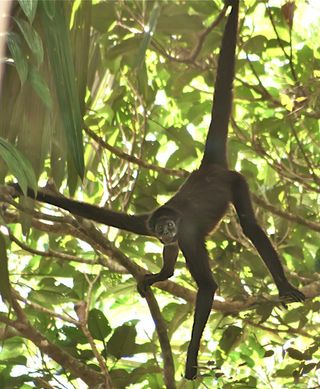 Near Extinct Spider Monkey Spotted Live Science