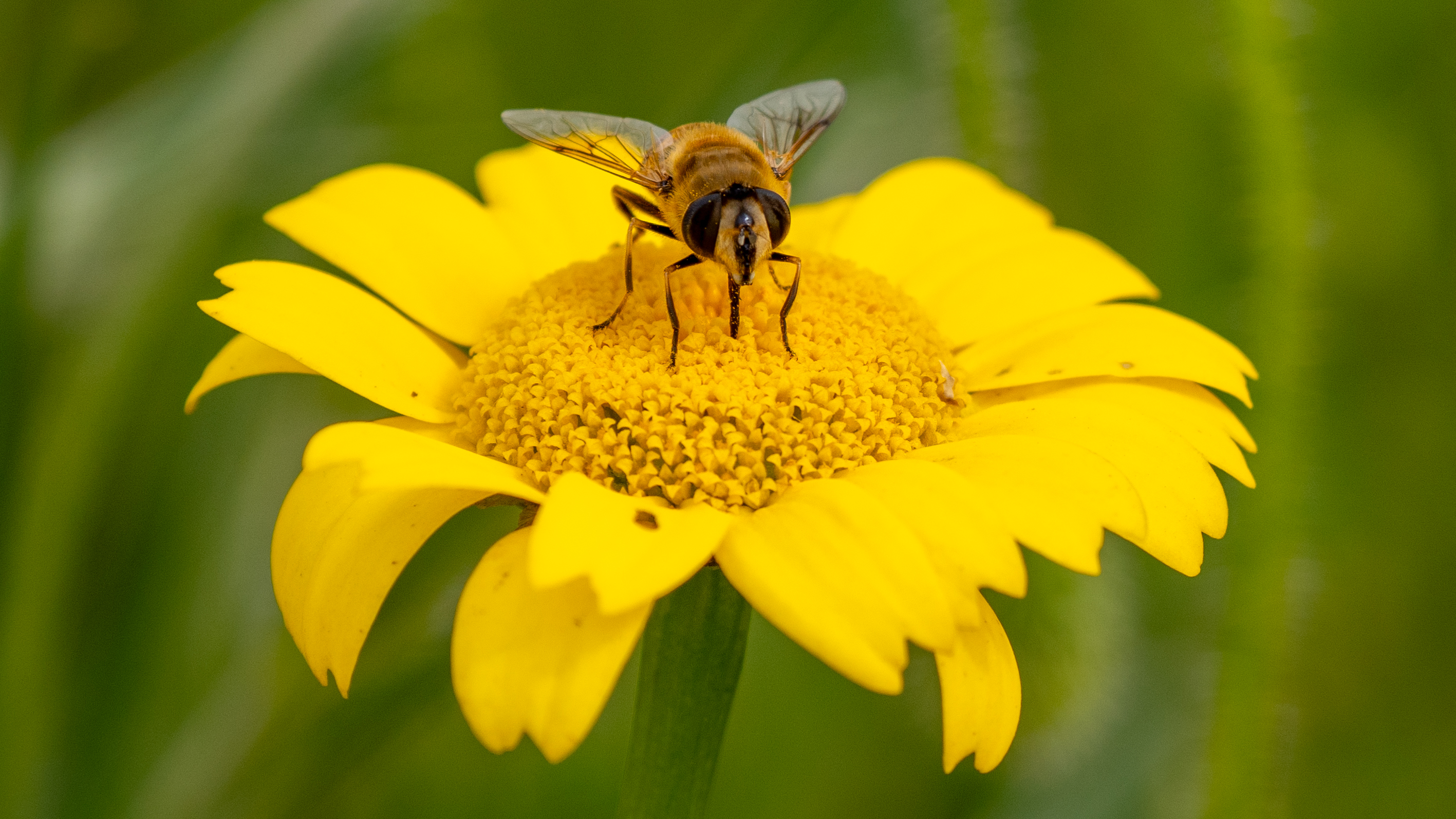 bee on a yellow flower in a field