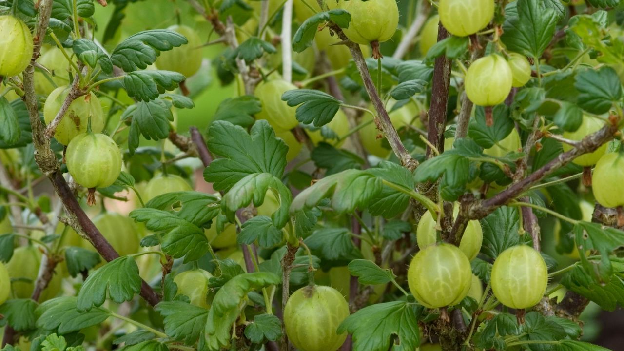 Gooseberry bush laden with green fruit