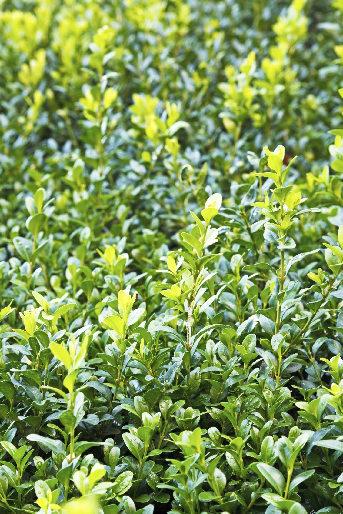 wet boxwood