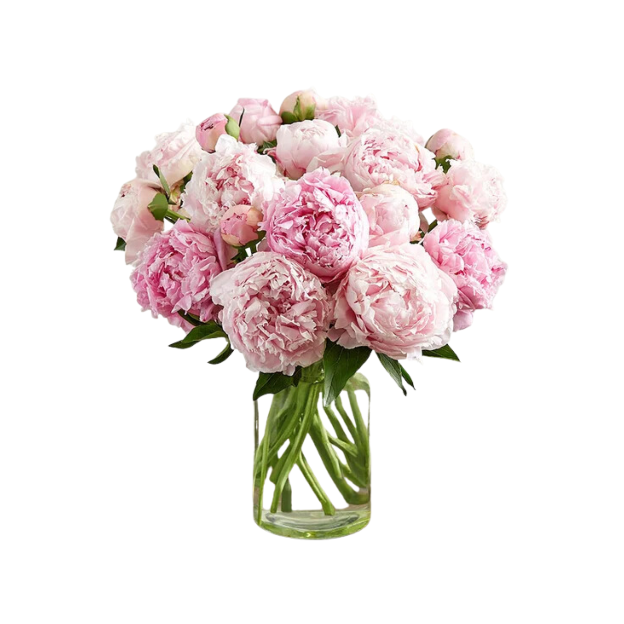 A bouquet of pink peonies
