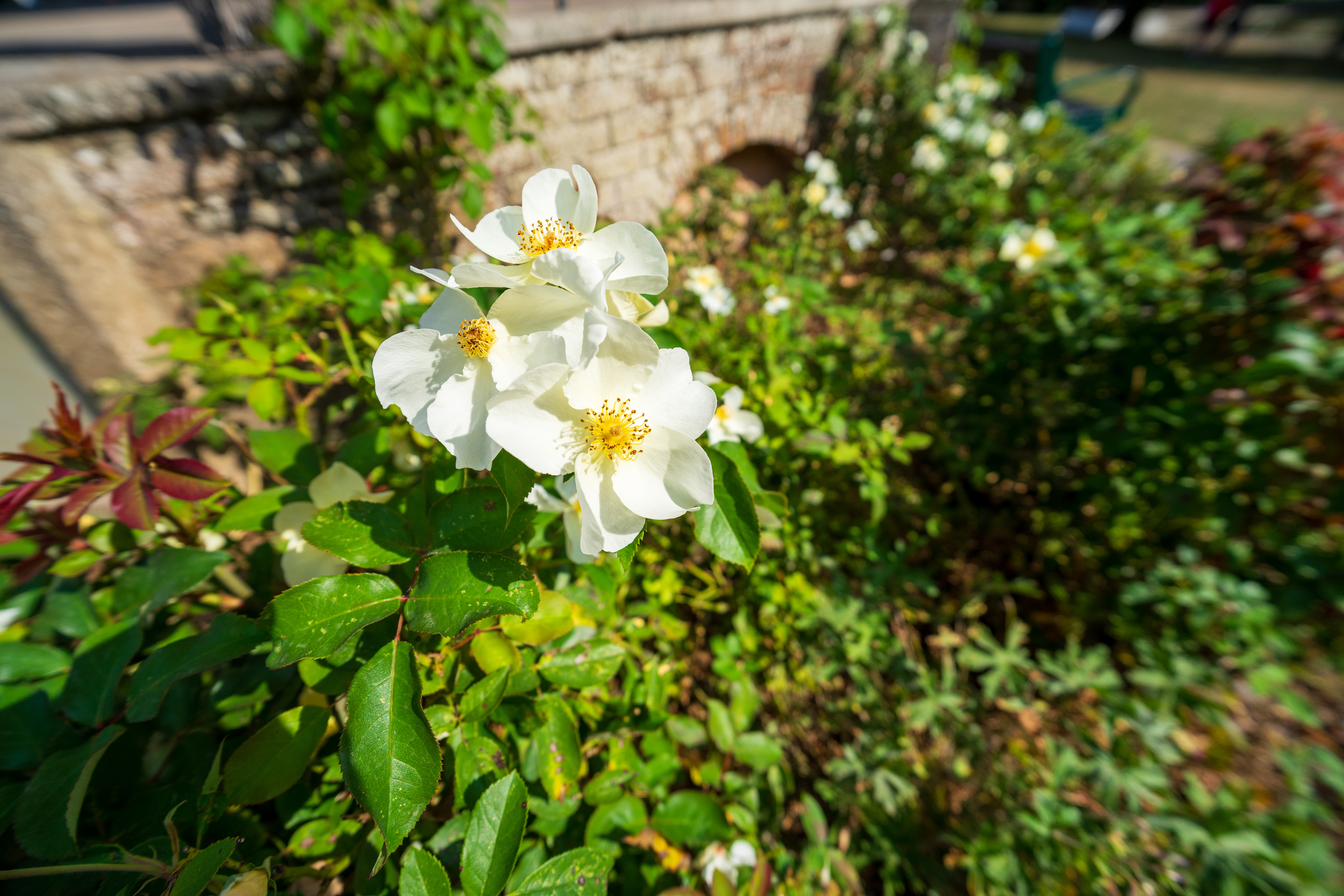 Viltrox AF 14mm f/4 Air example image