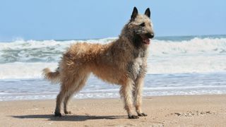 a Belgian laekenois stands on a beach in front of the ocean