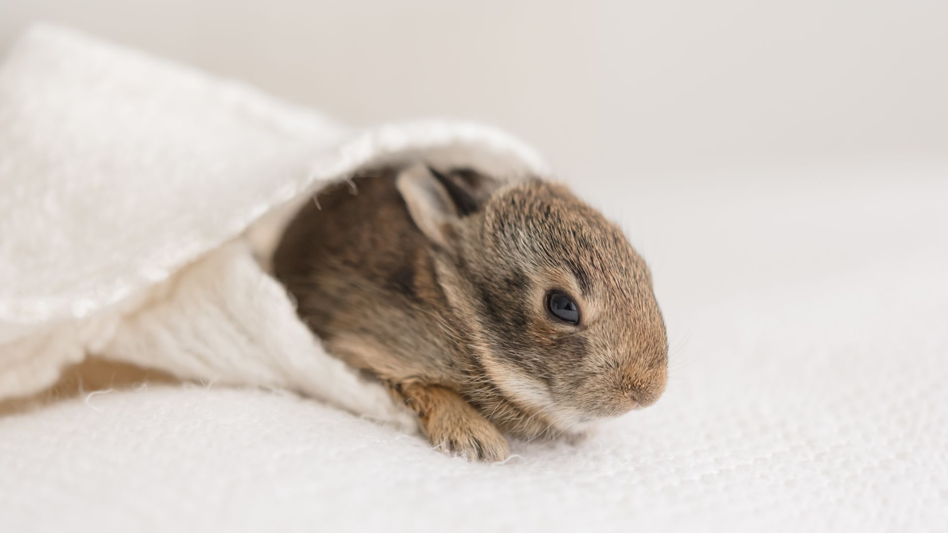 brown young rabbit wrapped in towel