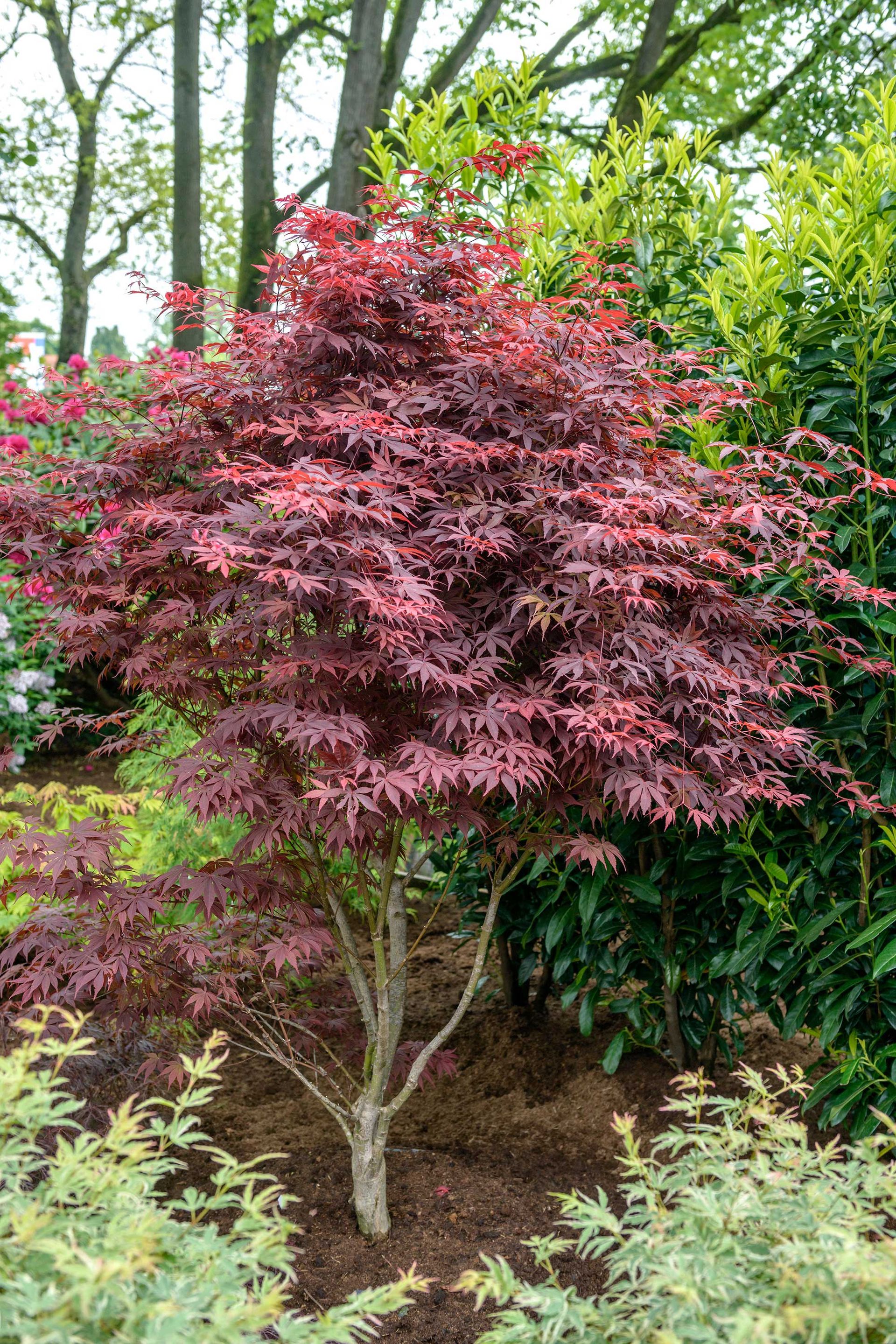 How to grow acers follow our tips and add yearround interest to your