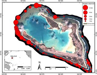 Bumphead parrotfish off Wake Atoll were found to have head-butting bouts on spawning grounds.