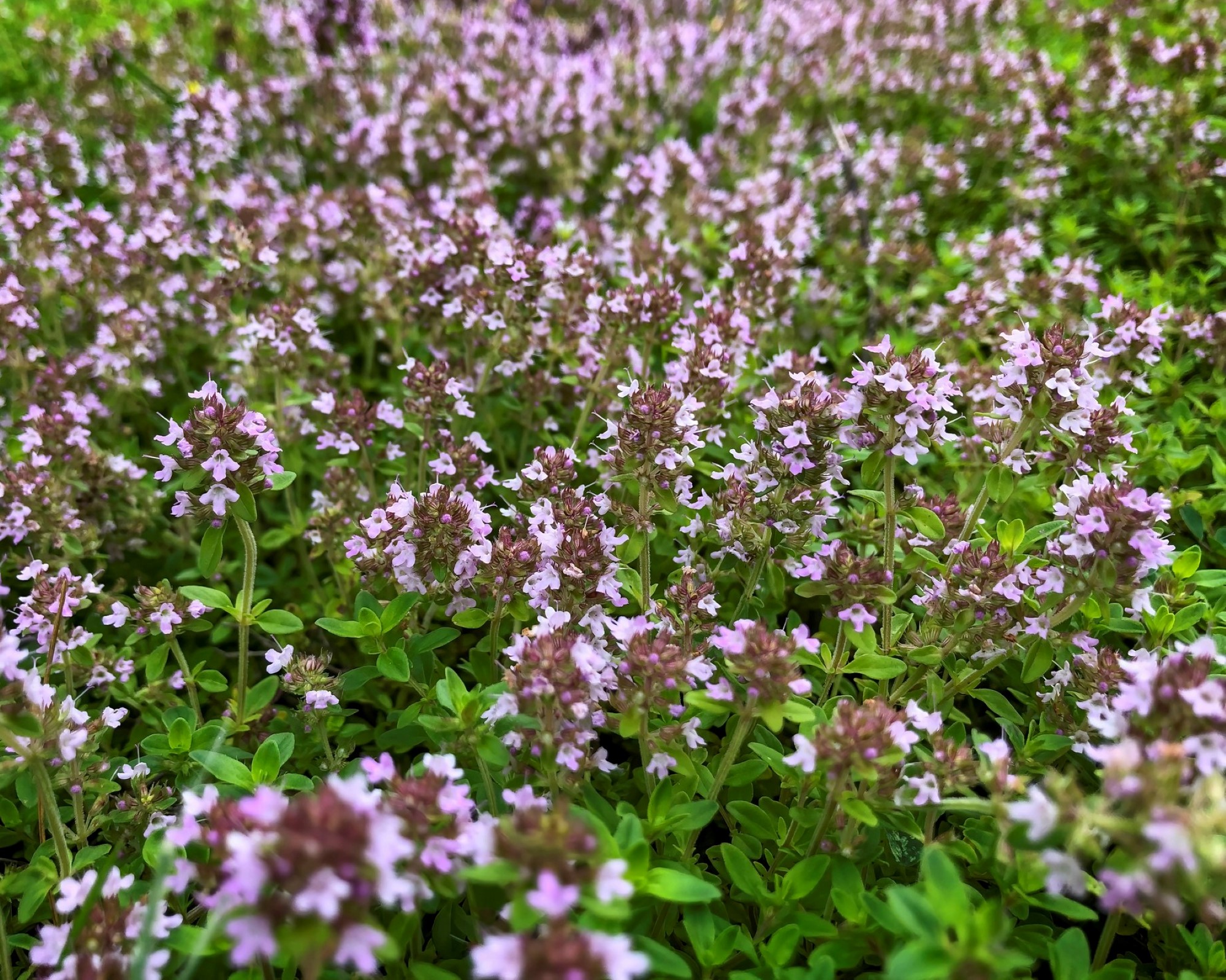 Creeping thyme in closeup