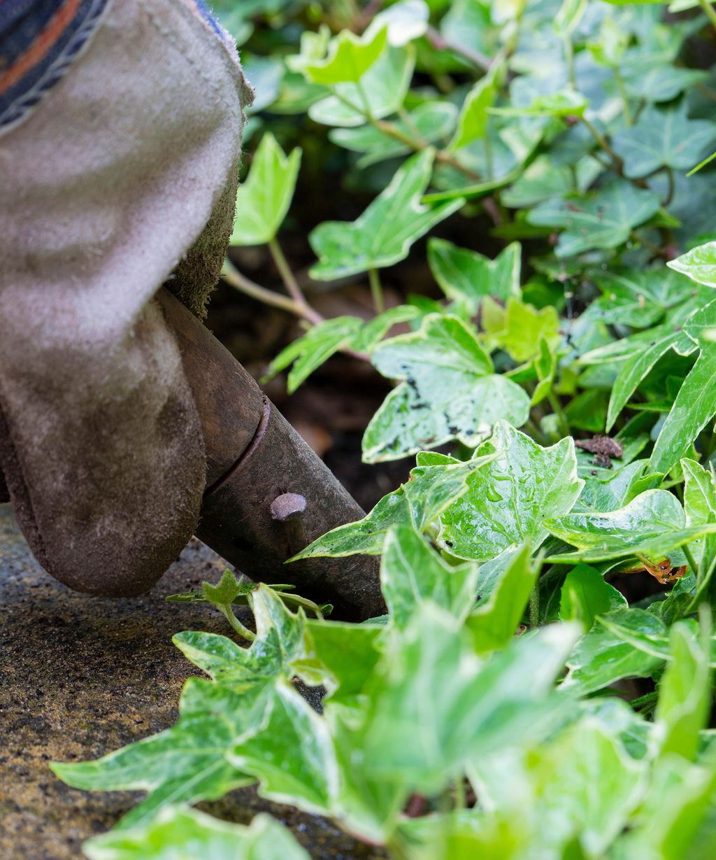 How to kill ivy – stop this climbing vine causing damage | Homebuilding