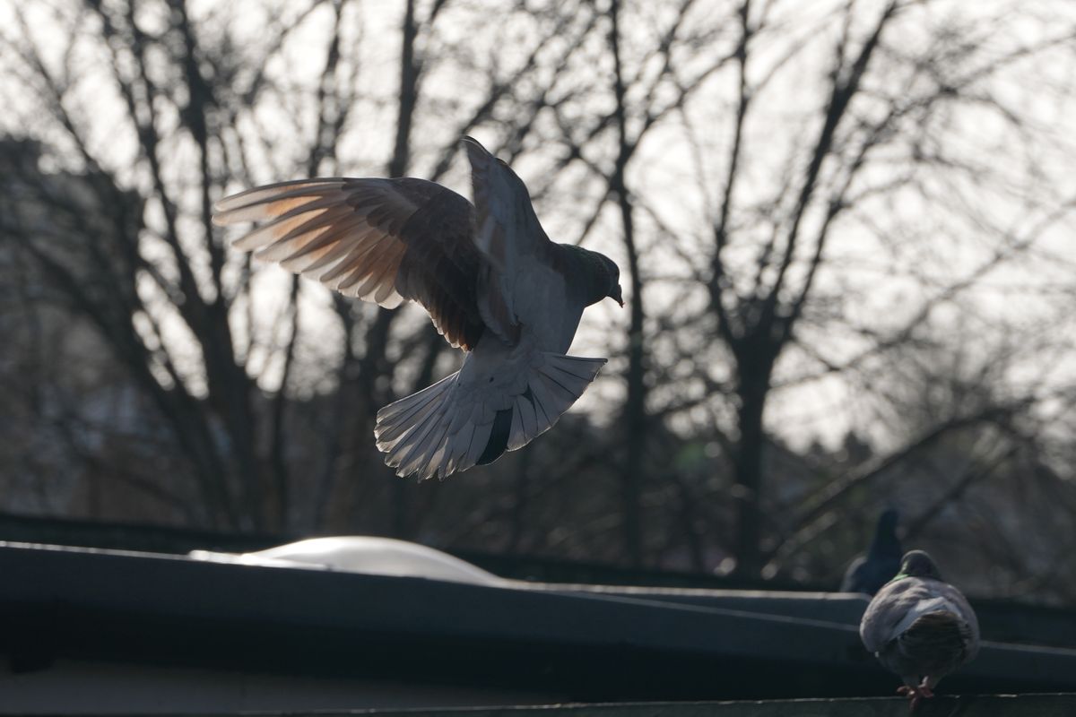 A photo of a pigeon in flight, taken on a Sony A1 II mirrorless camera and with a Sony FE 28-70mm F2 GM lens