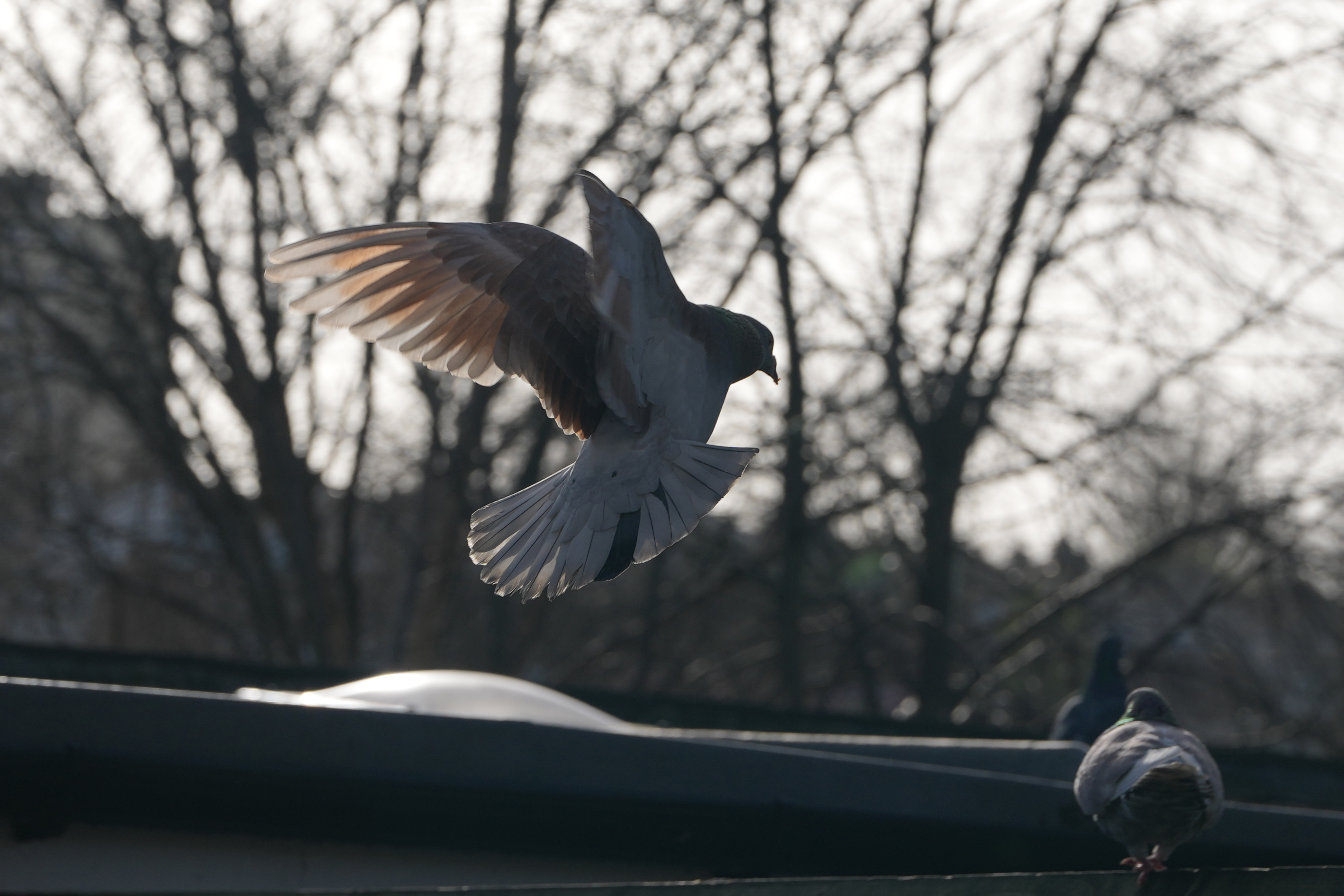 A photo of a pigeon in flight, taken on a Sony A1 II mirrorless camera and with a Sony FE 28-70mm F2 GM lens
