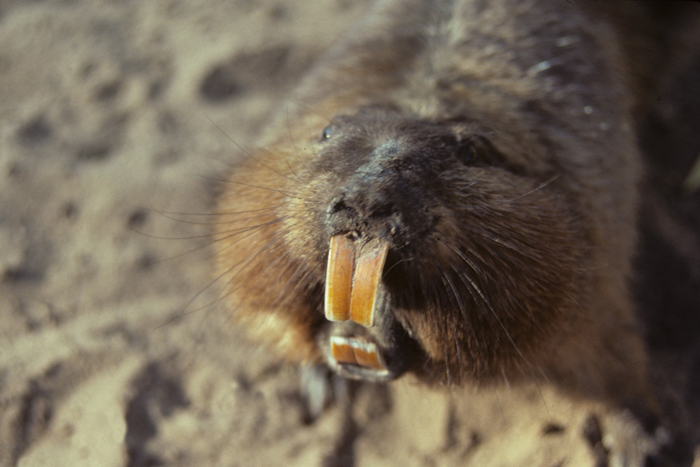 Tuco-tuco teeth