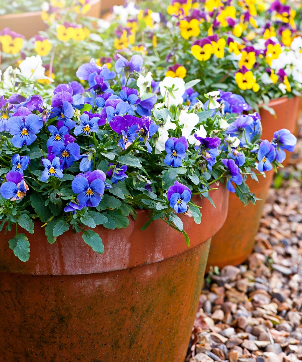 This Most Popular Spring Flower Revealed Are You A Fan Gardeningetc