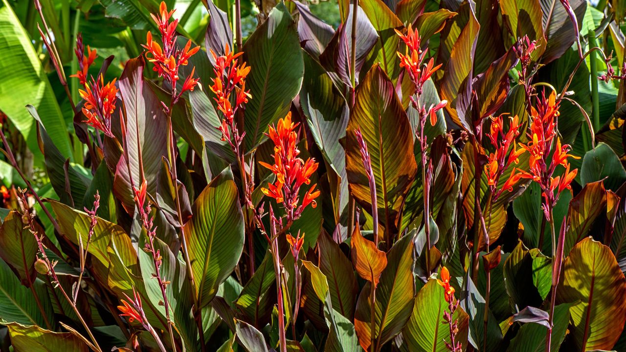 Beautiful vibrant coloured Cannas