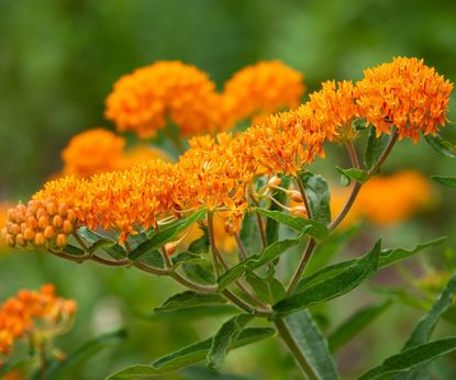 native wildflowers to sow in October | Homes and Gardens