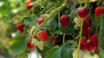 Lots of strawberries growing on plants in a greenhouse