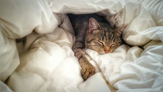 Tabby cat curled up asleep on bed in cream comforter