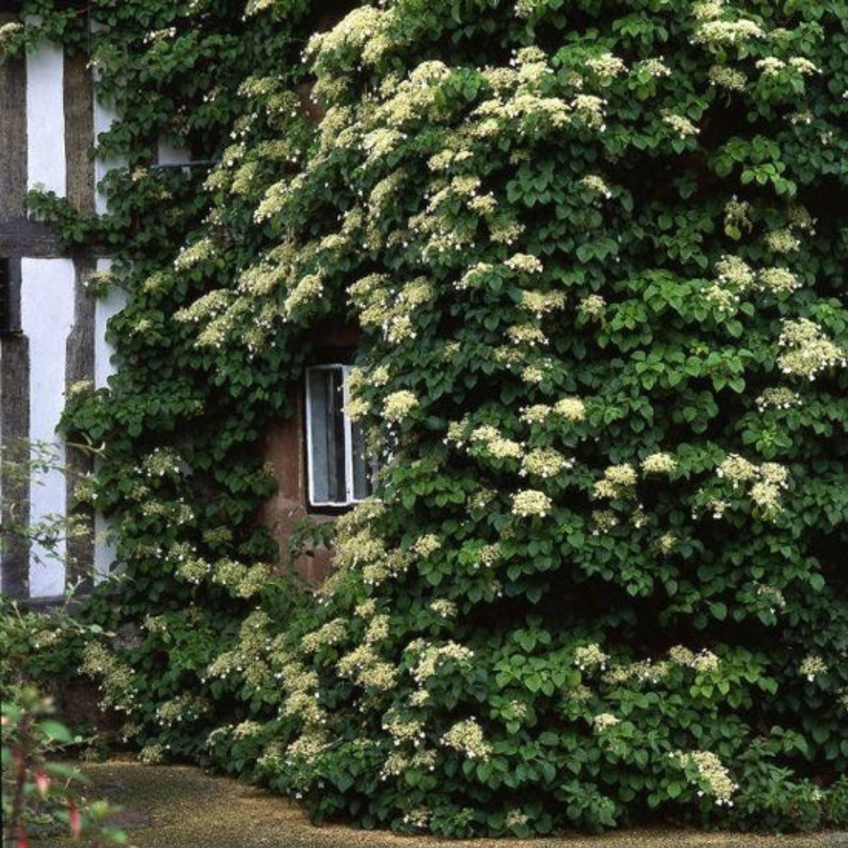 Climbing hydrangea