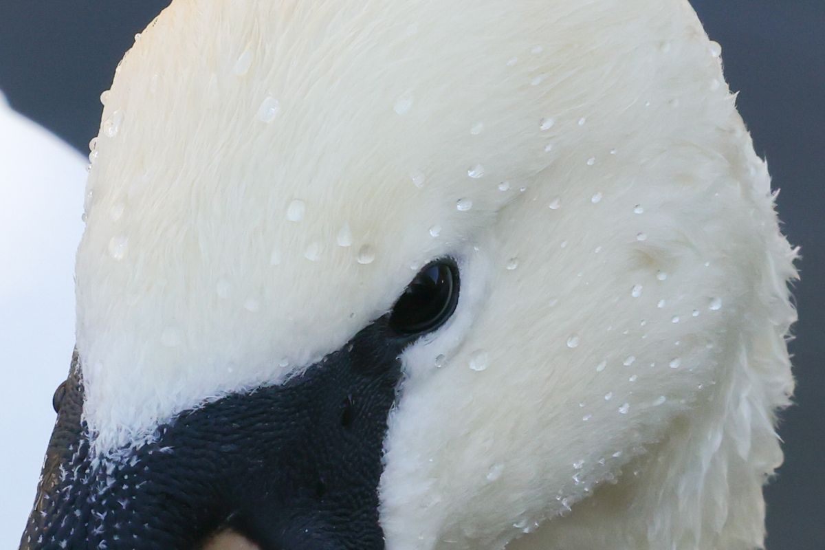 A photo of a swan taken on a Canon EOS R5 Mark II camera.