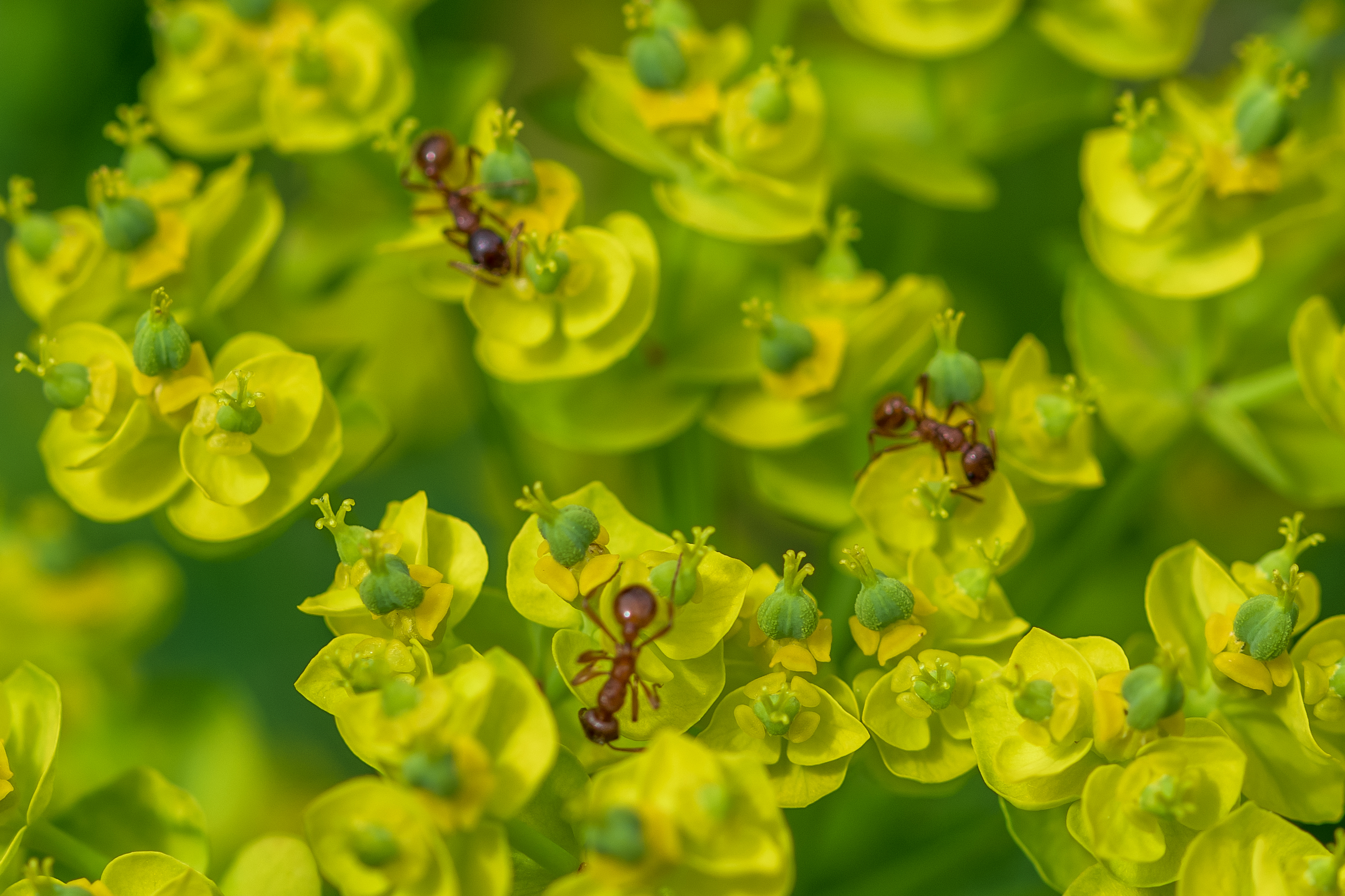 A trio of red ants Myrmica rubra pollinating a bush