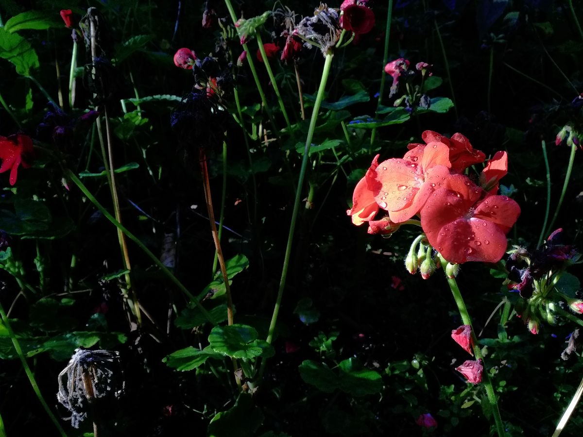 Thanks to the relatively low pixel count and lack of background blur this isn&rsquo;t a macro master. But it could be worse.