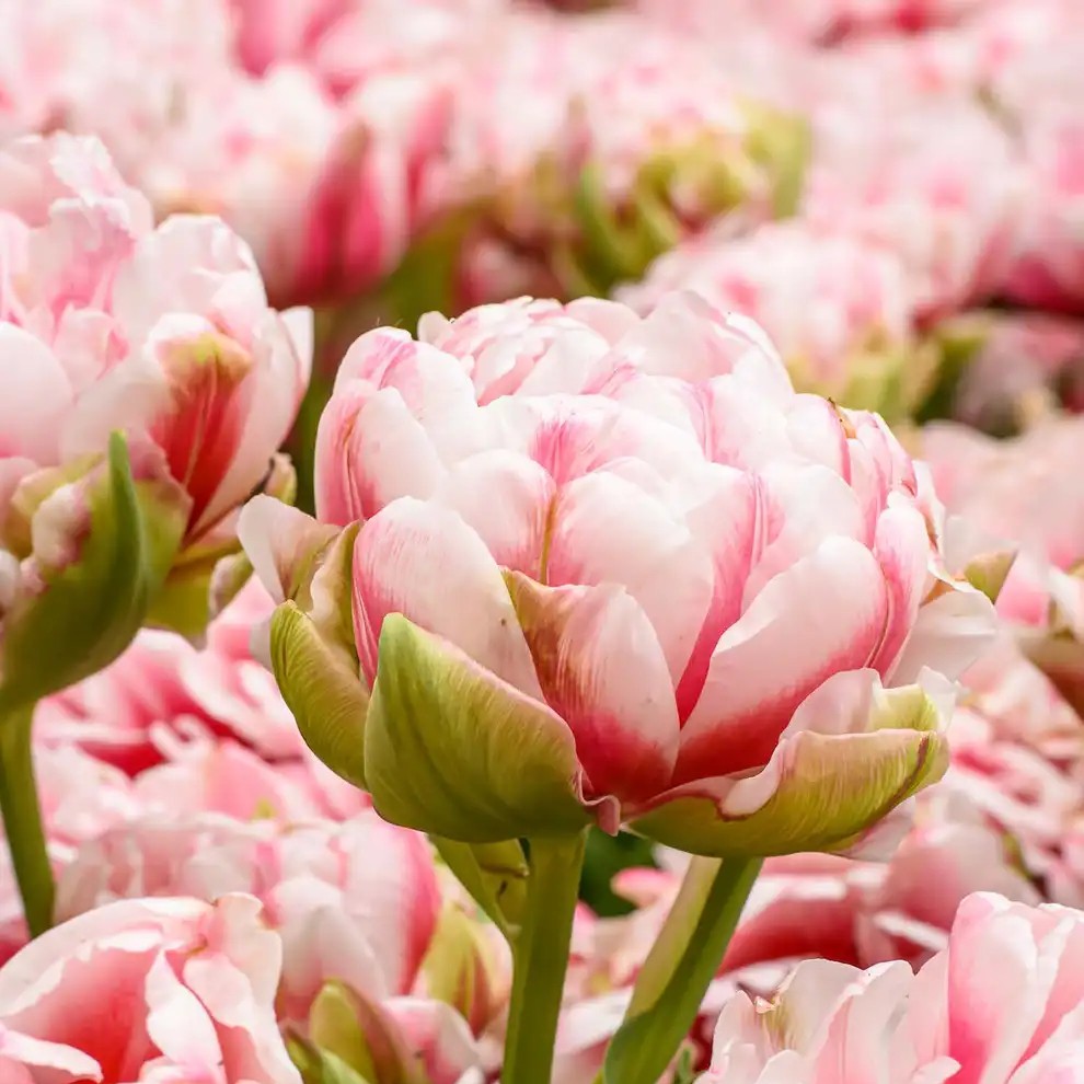 Pink and white peony blooms