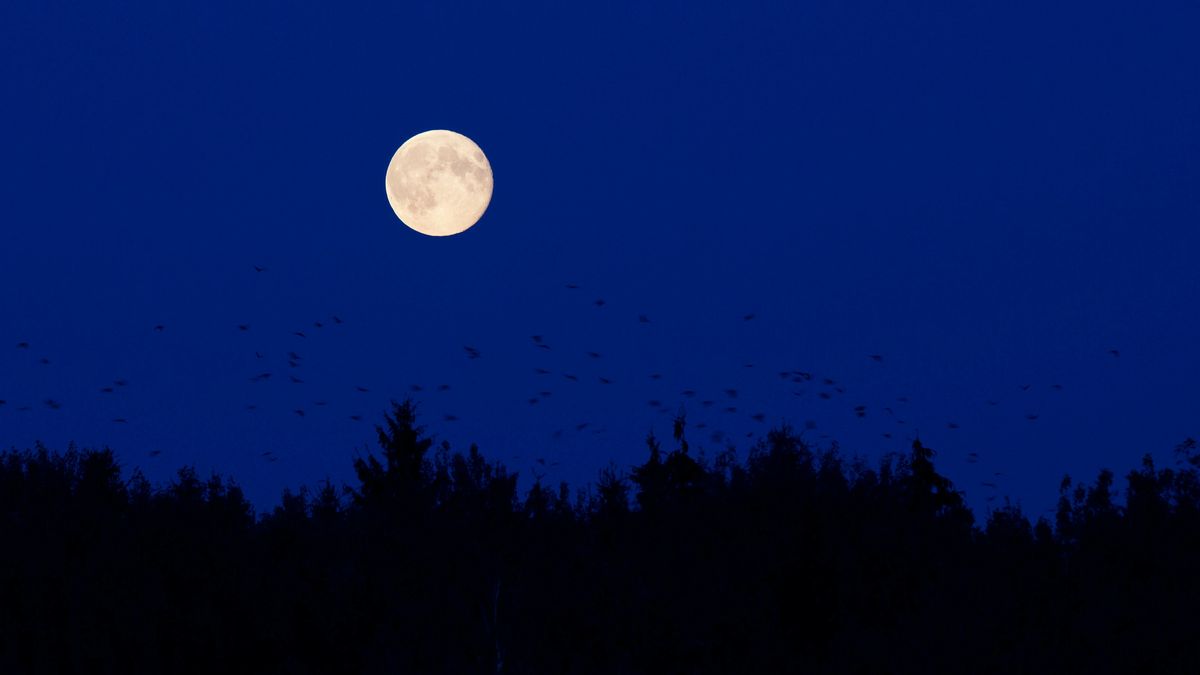 Bats fly under a full moon in Belarus.