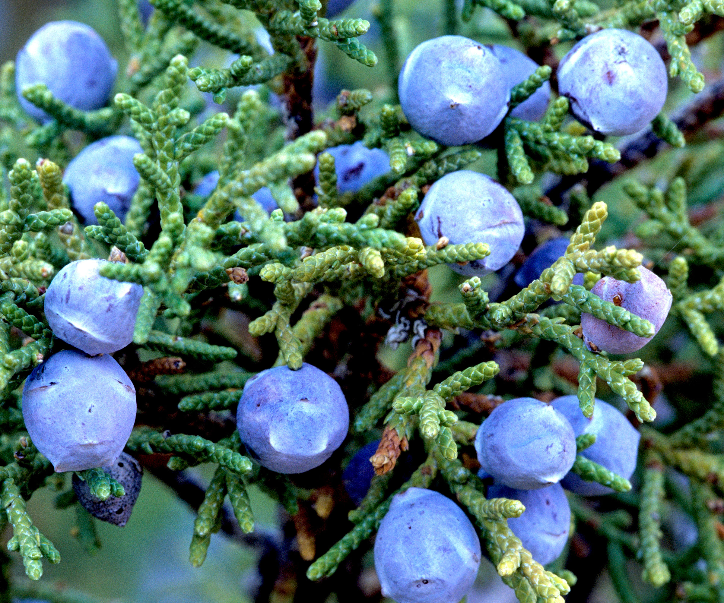 juniper shrub with blue juniper berries