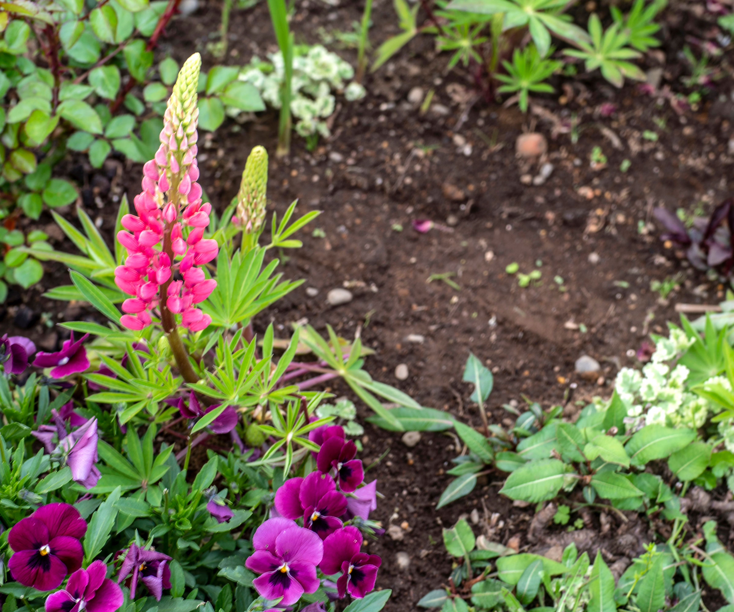 pink lupins and other flowers growing next to a gap in a garden bed