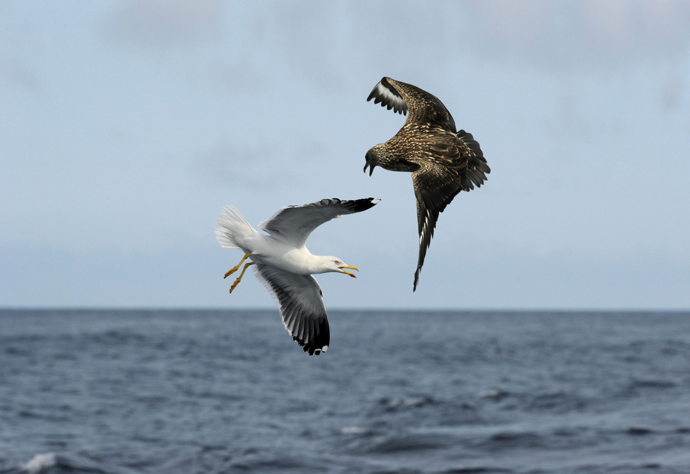 A skua robbing a gull. The hunter becomes the hunted.