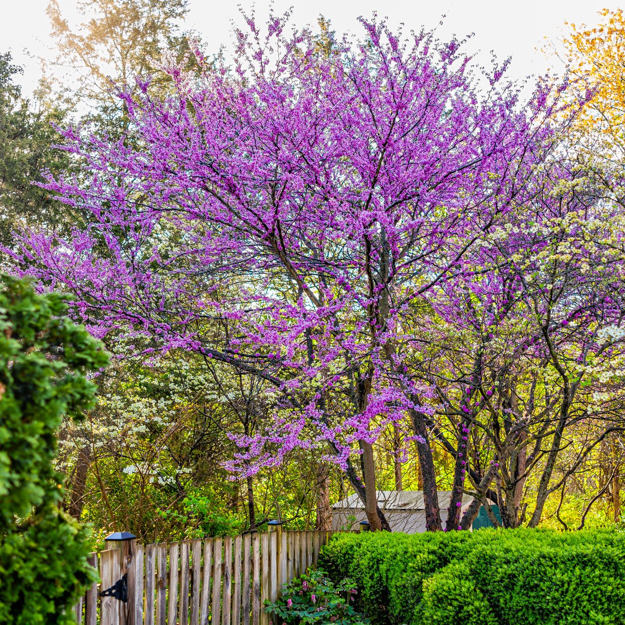 blooming redbud tree in yard