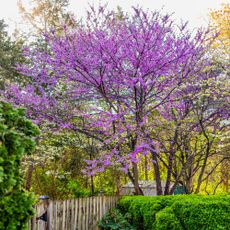 blooming redbud tree in yard