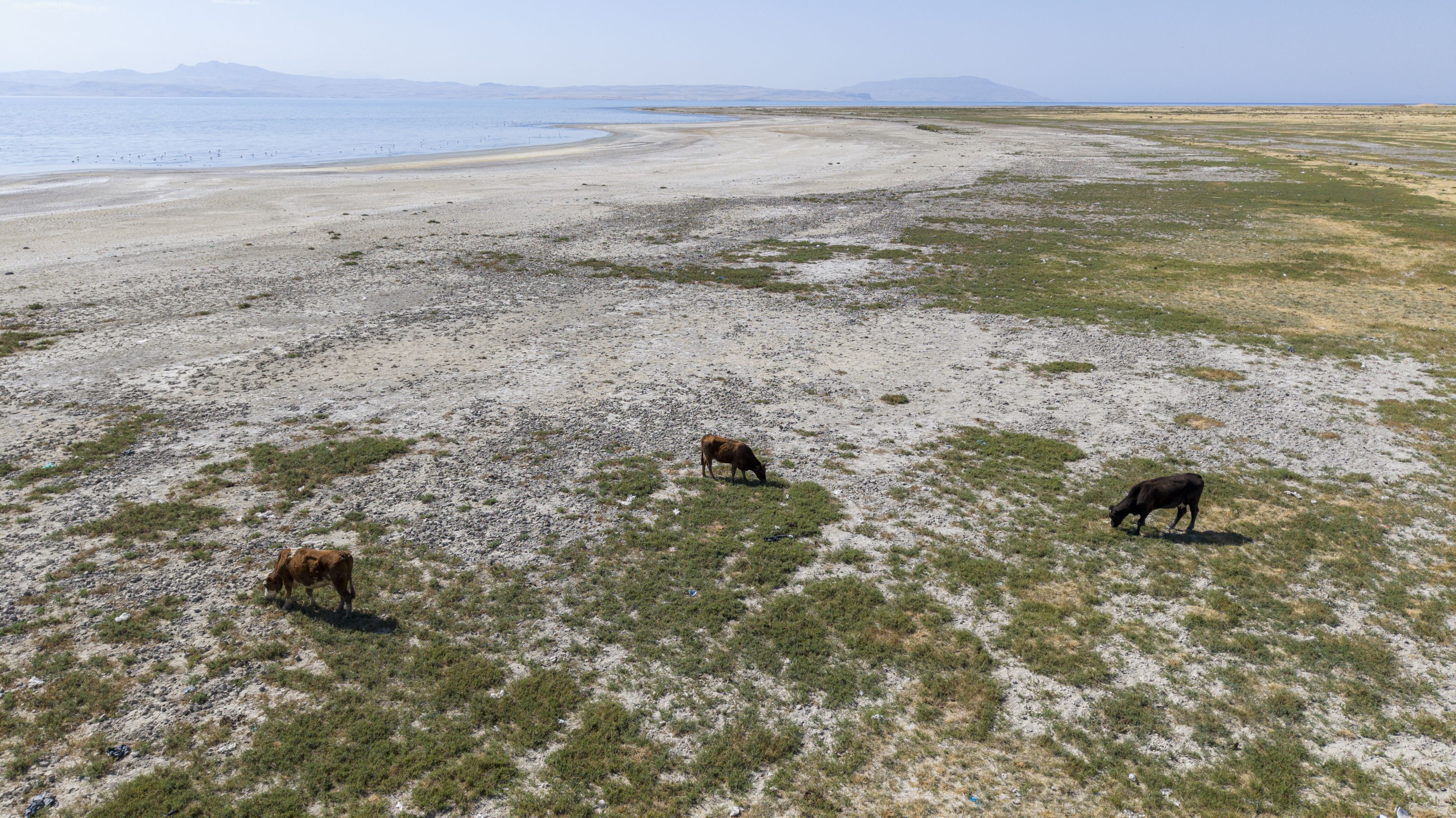 Dried banks of a river with cows grazing on barren land