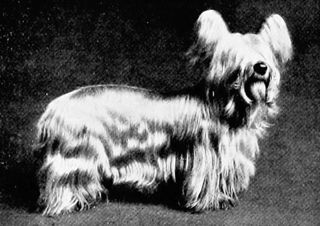 The new book of the dog; a comprehensive natural history of British dogs and their foreign relatives, with chapters on law, breeding, kennel management, and veterinary treatment. Dogs. THE CLYDESDALE OR PAISLEY TERRIER. 415 grey, sooty or dark hairs. The tail should be of several fine examples of the breed, very dark blue or black. including the beautiful San Toy and the From the above description it will be equaUy beautiful Mozart, seen that the Clydesdale differs very materi- As with the Skye Terrier, it seems a ally from the Skye Terrier, although to the ?a"er of difhculty to produce