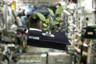 NASA has been studying plant growth on the International Space Station.
