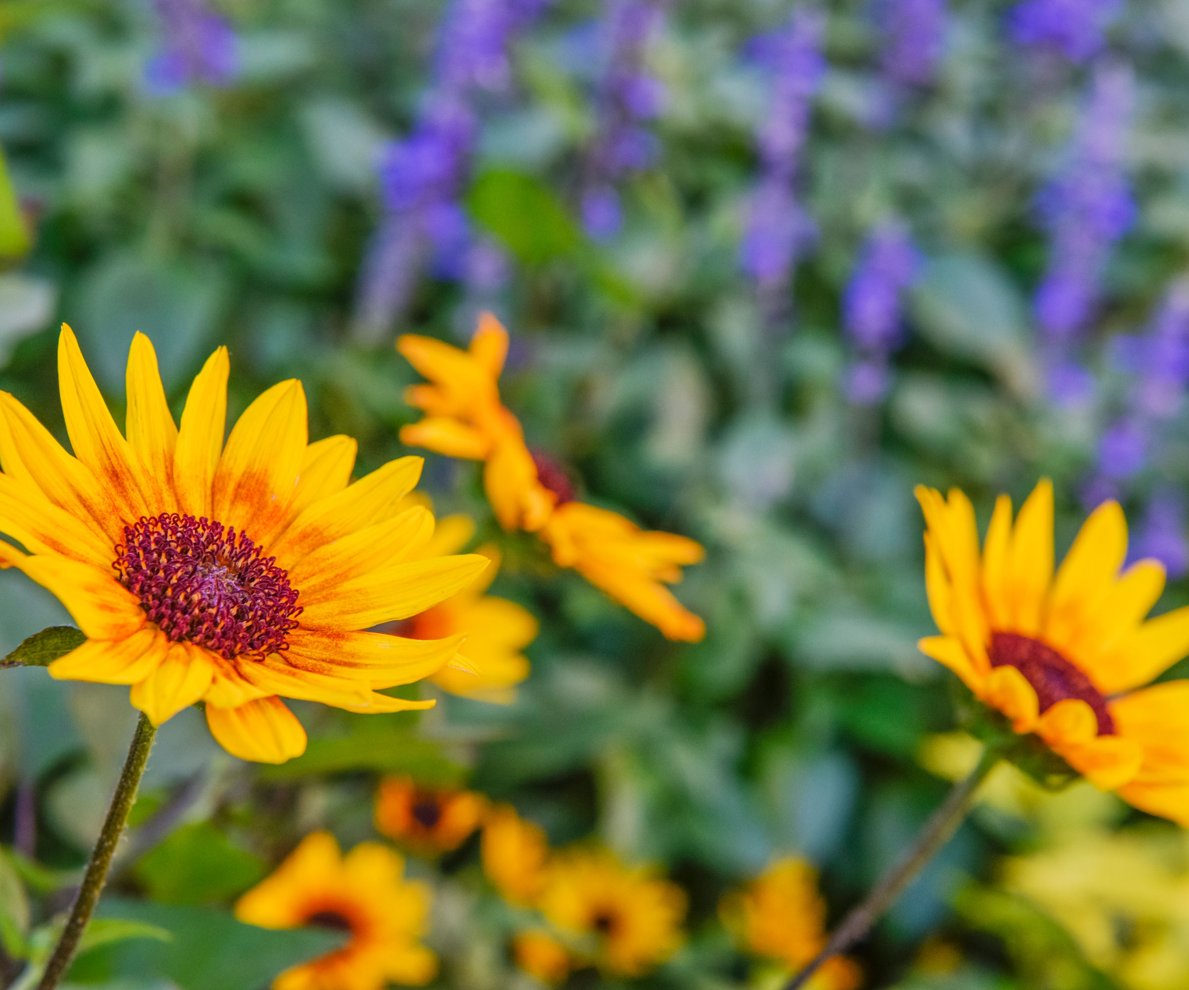 sunflower Sunbelievable Brown Eyed Girl plants in bloom against backdrop of purple phlox
