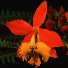 Bright orange reed orchid flower