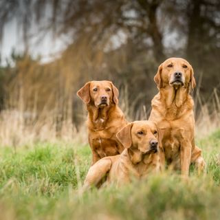 Jill Parsons and her Fox Red Labradors