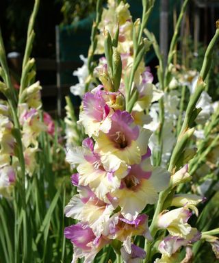 Cream and pink blooms of Gladiolus 'Mon Amour'