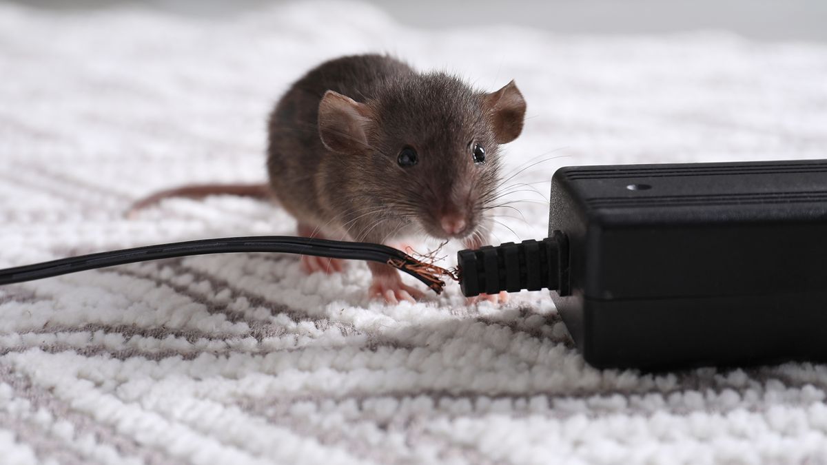 5 common mistakes to avoid when getting rid of mice