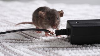 Mouse gnawing electric cable