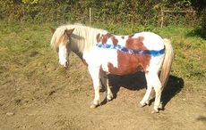 painted-dartmoor-ponies4.jpg