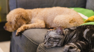Dog and cat sleeping on a couch apart