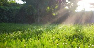 close up of a lawn in the early morning light to show when to water and how long you should water your lawn