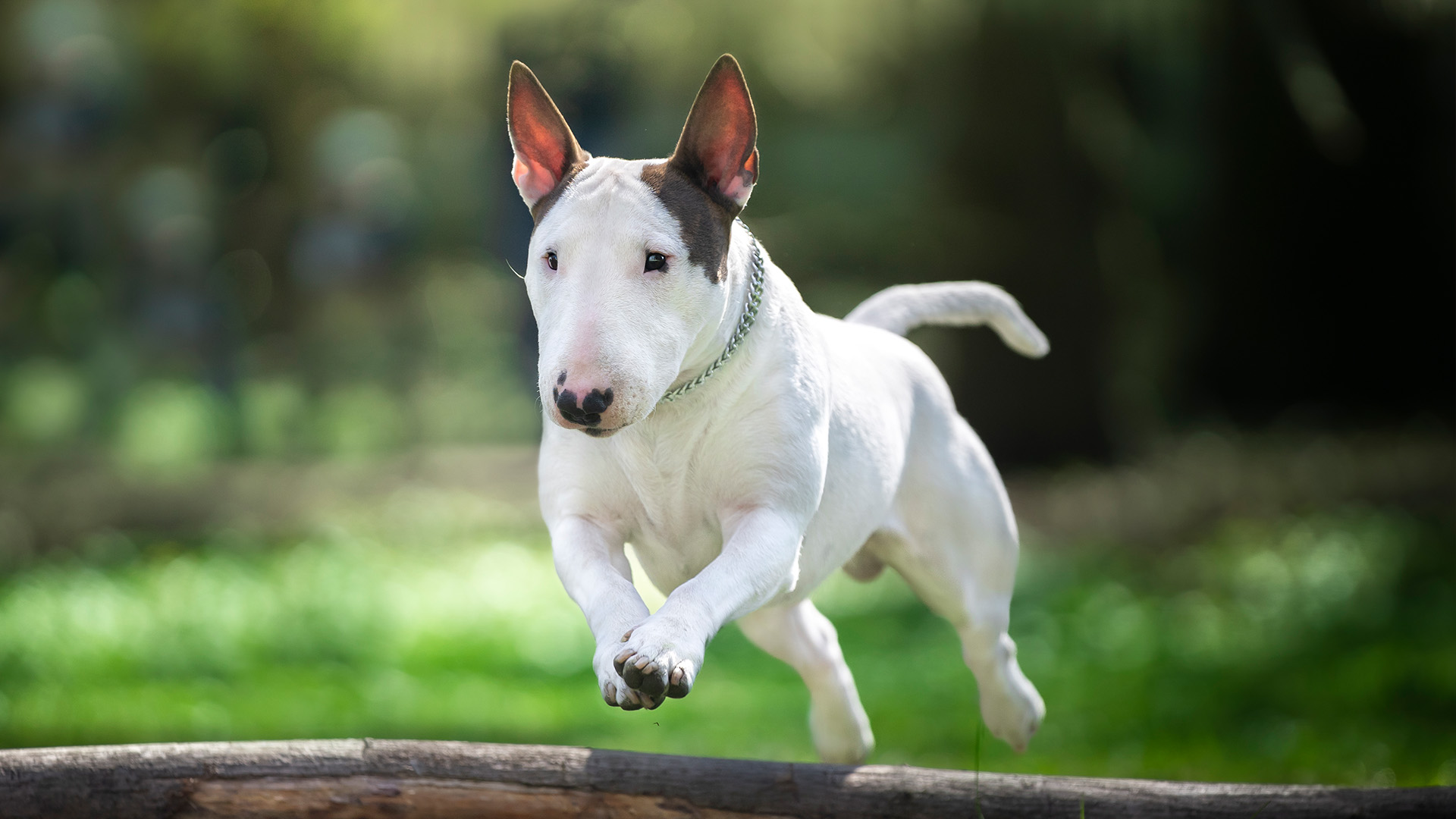 Bull terrier jumping over a log