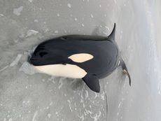 The juvenile killer whale was beached on its side with the tide fast approaching when rescuers arrived.