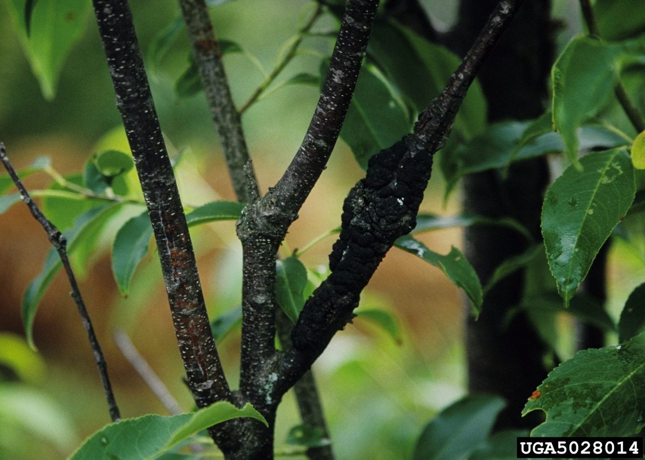 Diseased Cherry Tree Branches