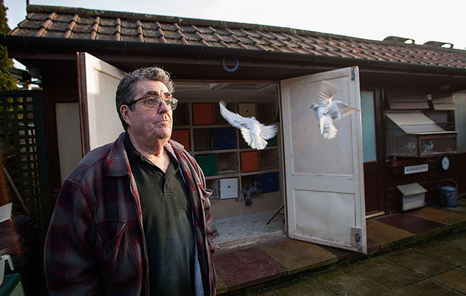 Pigeon Fancier Colin Hill in his garden with his birds. ©Richard Cannon/Country Life Picture Library