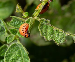 The larvae of Colorado potato beetle eating the leaves of potato plants