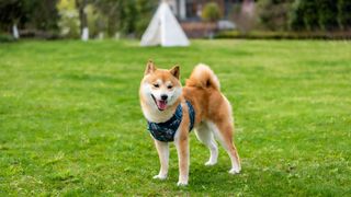 Shiba inu