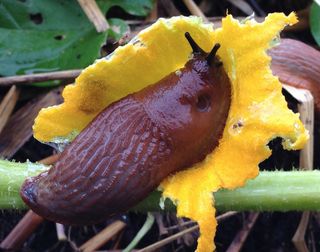 A slug of the genus Arion is common to northern Germany.